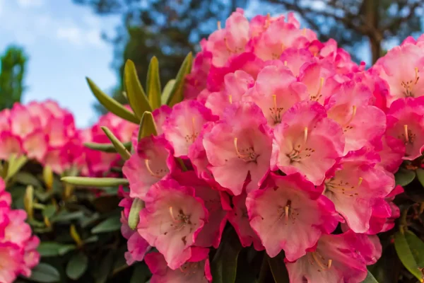 Für Katzen giftiger Rhododendron