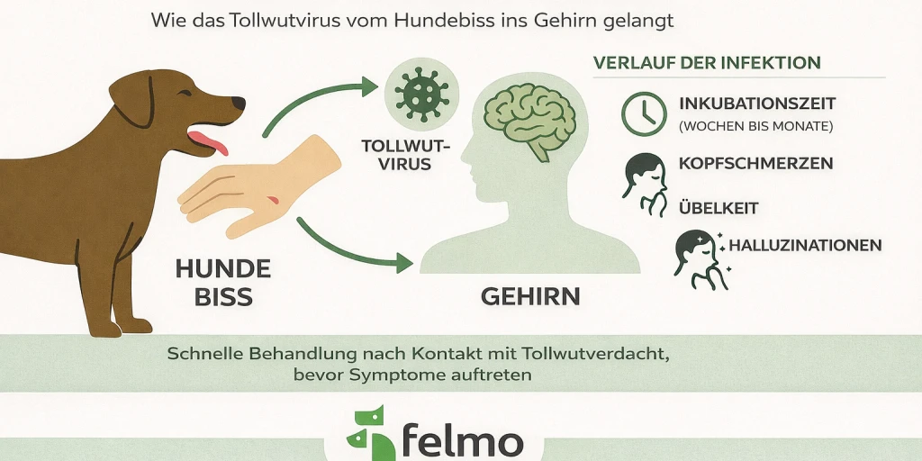 Ablauf von Tollwut nach einem Biss