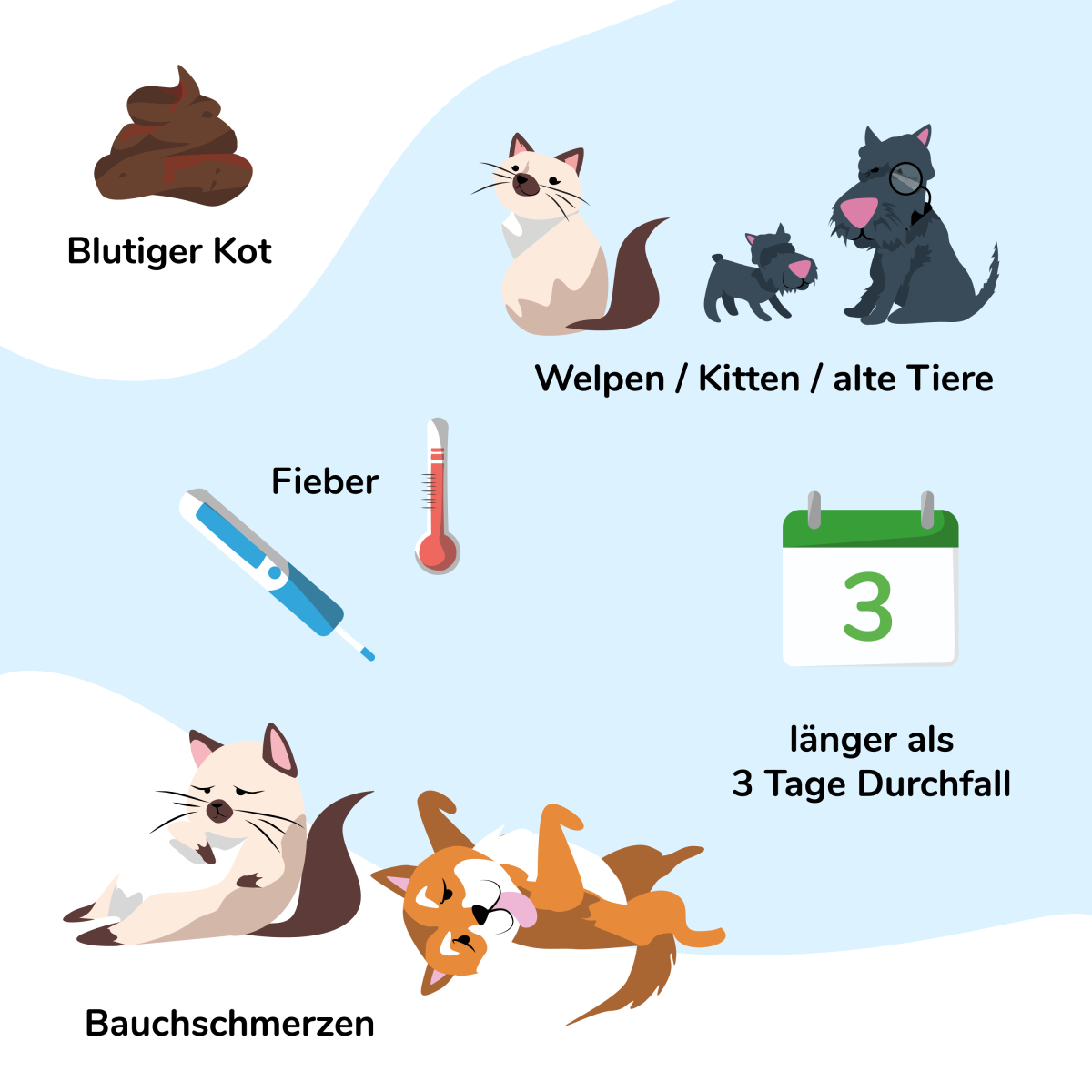 Übersicht bei welchen Symptomen man mit Haustier bei Durchfall zum Tierarzt gehen sollte