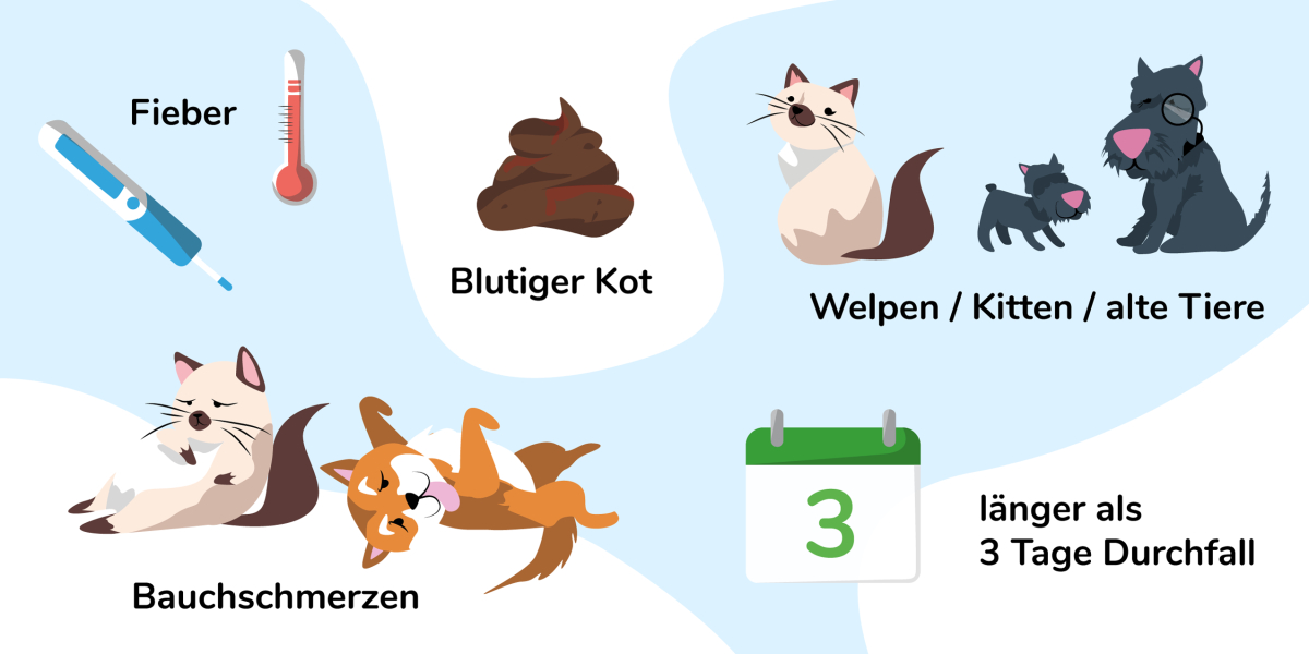 Übersicht mit Merkmalen bei Durchfall, wenn man den Tierarzt aufsuchen sollte
