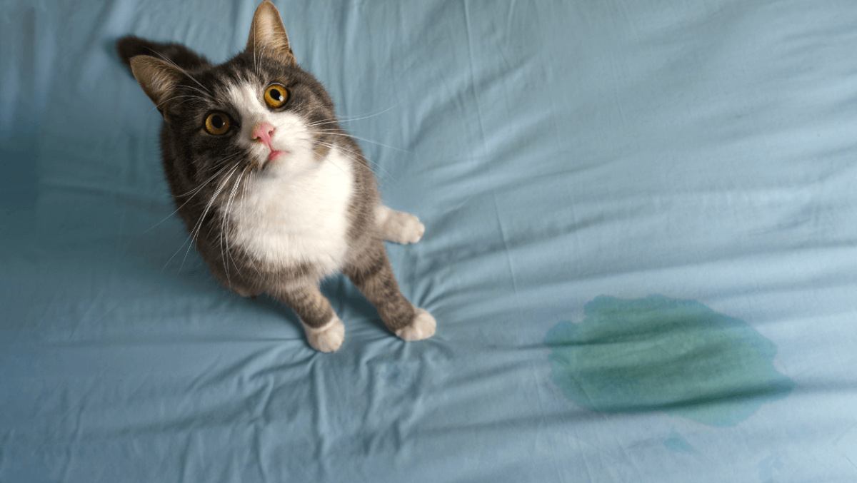 blasenentzuendung-katze-(1).jpeg