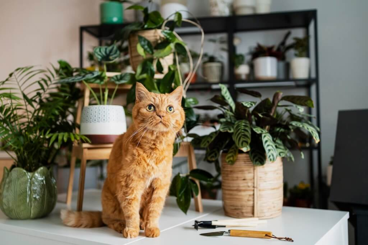 cat-table-with-plants-around_small.jpg