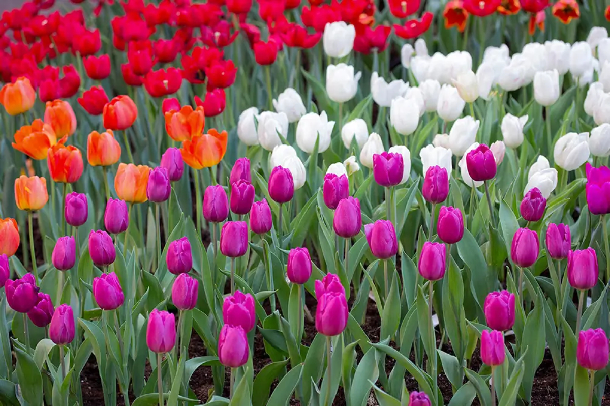Für Katzen giftige Tulpen