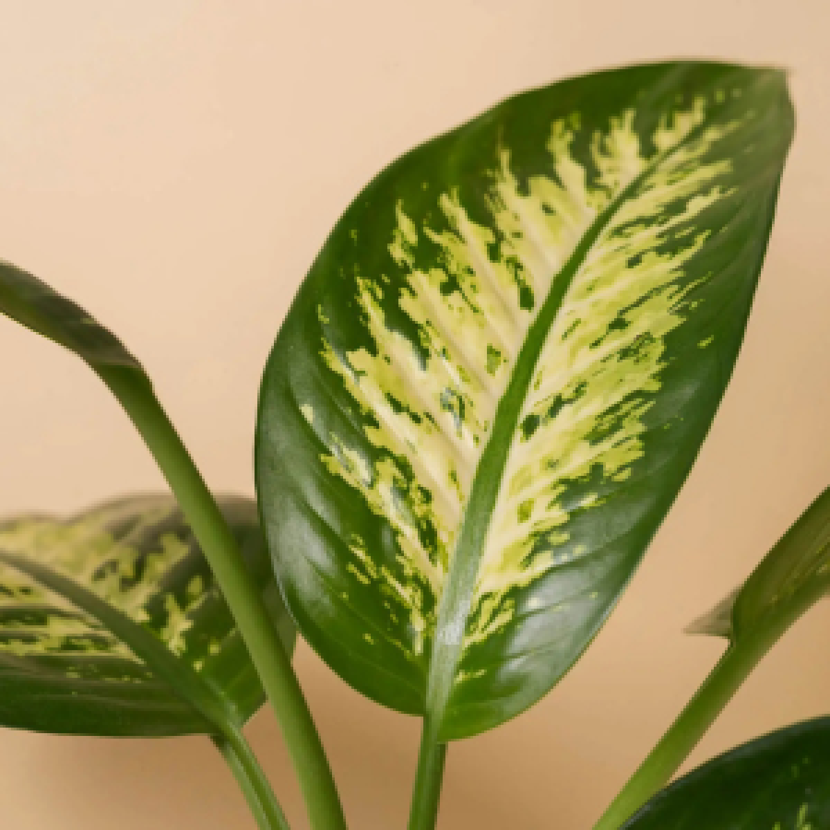 Dieffenbachia giftige Pflanze für Katzen