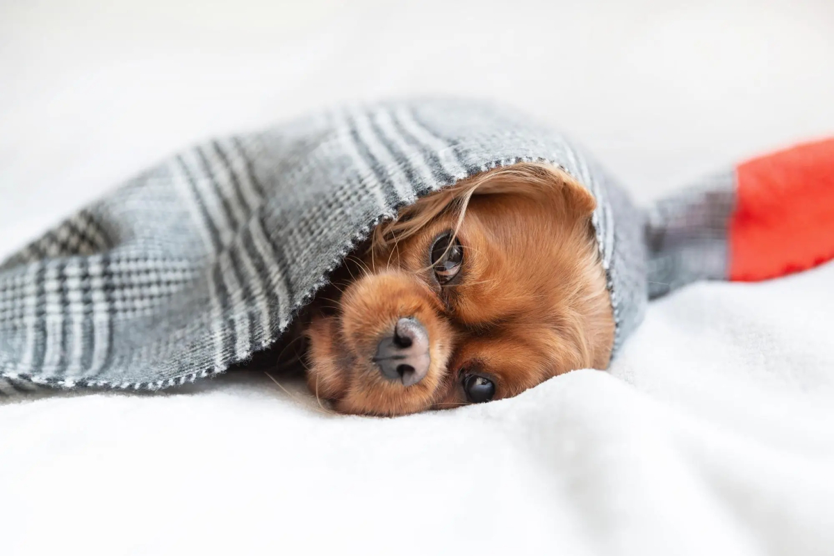 Hund mit Niereninsuffizienz liegt in eine Decke eingewickelt auf dem Bett