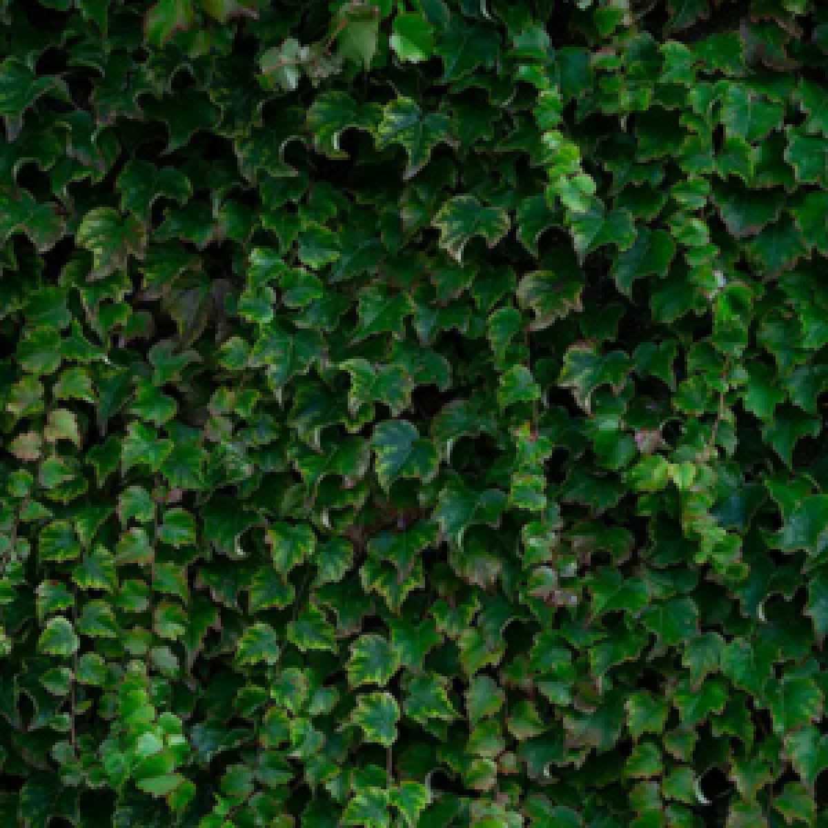 Für Katzen giftiges Efeu