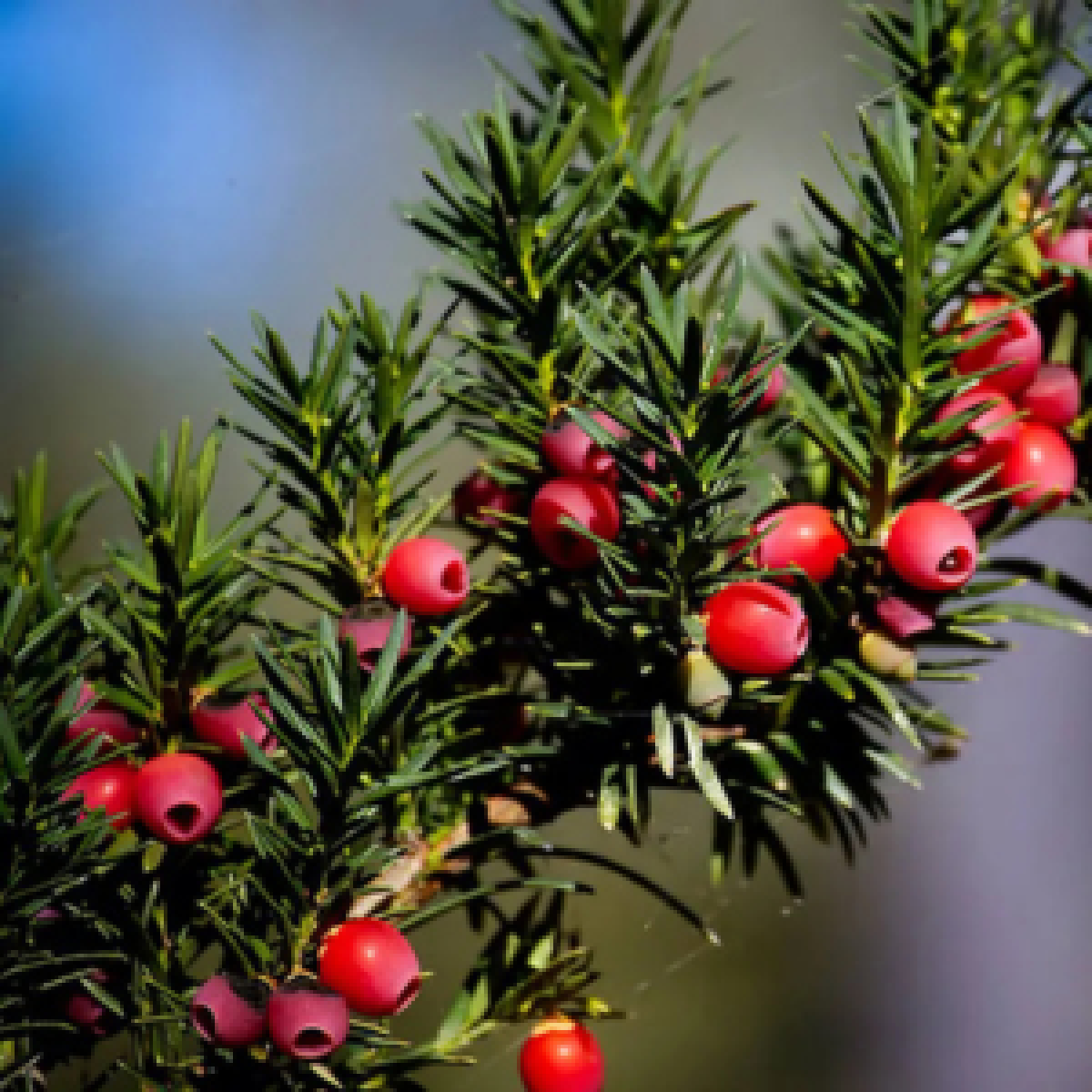 Für Katzen giftige Eibe