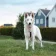 felmo Rezension Hund