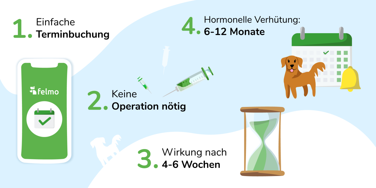 Chemische Kastration Rüde