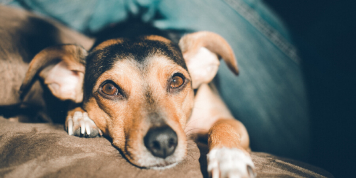 Geschwächter Hund mit Magendrehung liegt auf einem Leder Soafa