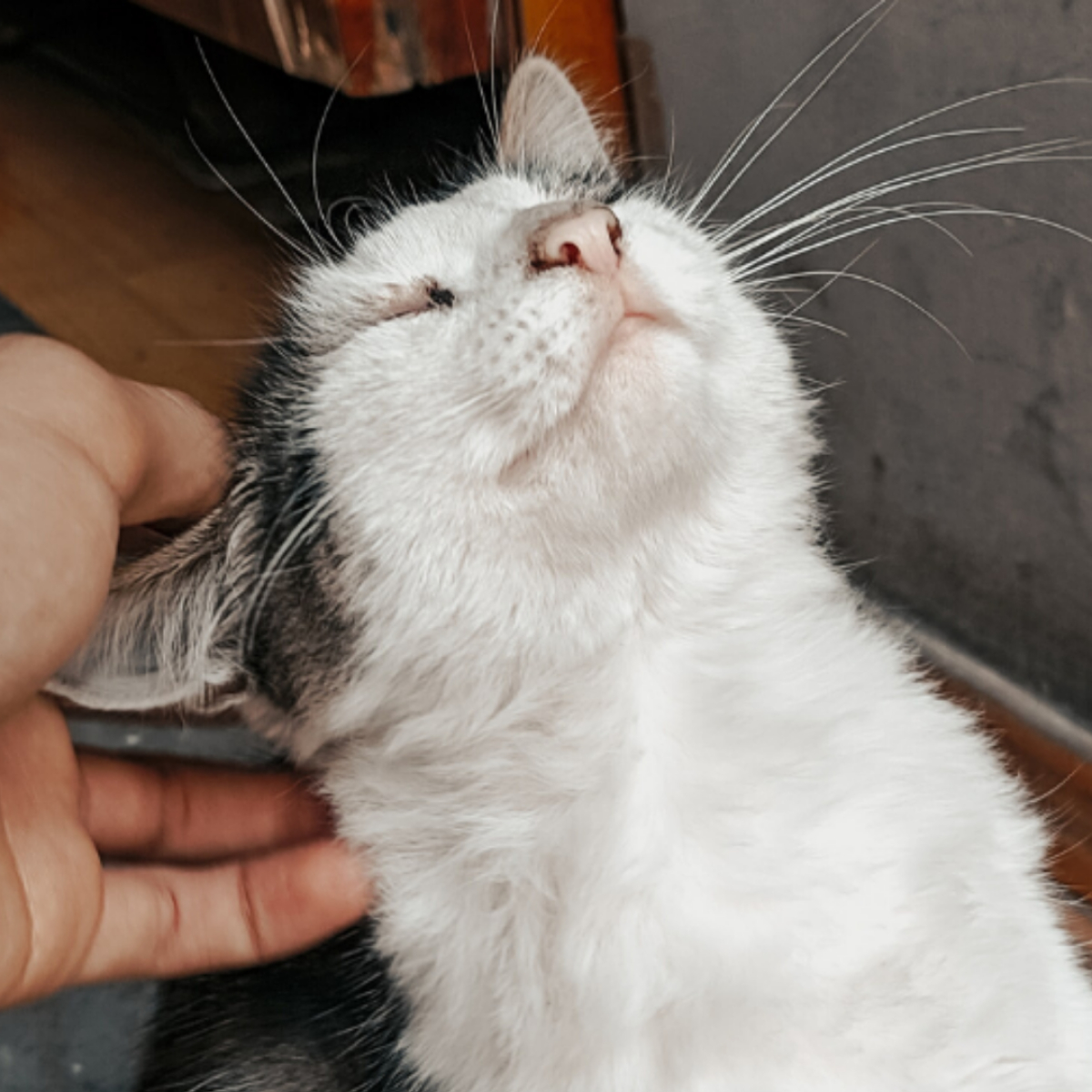 Katze wird gekrault