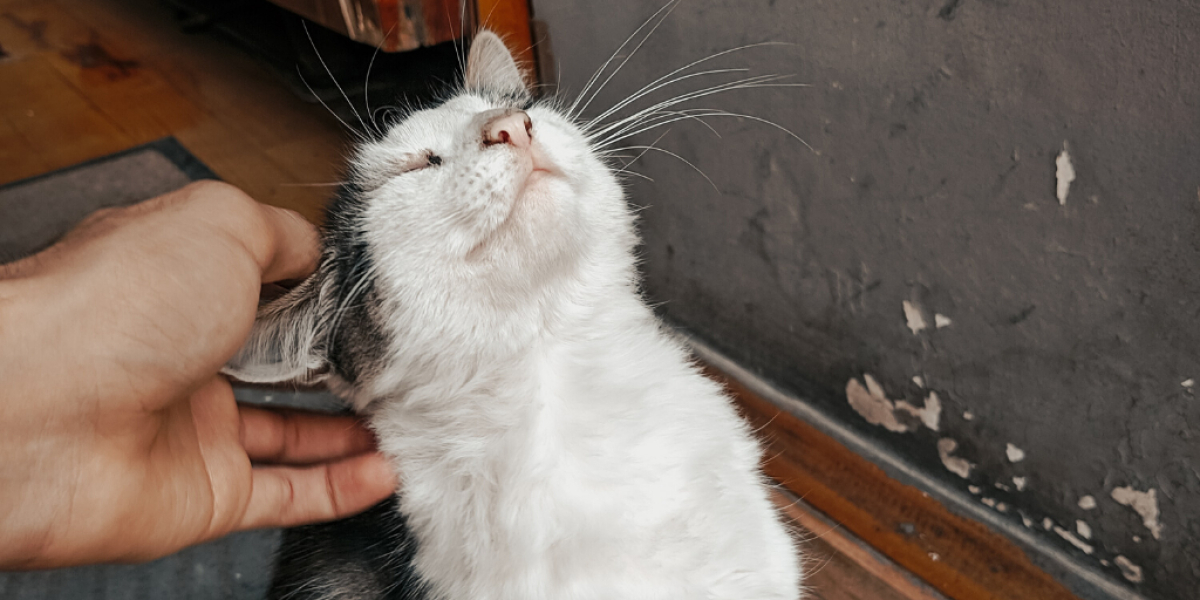 Katze wird gekrault
