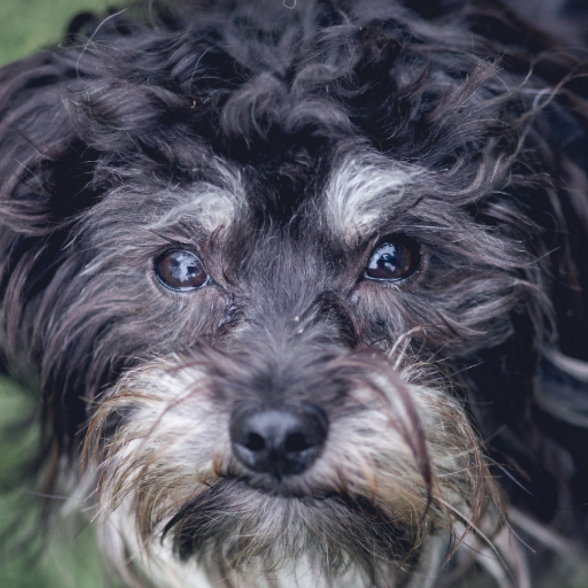 Gesicht von Hund