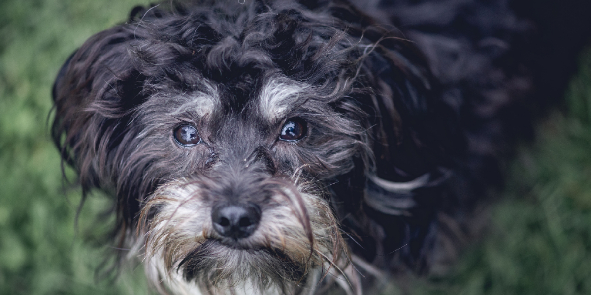 Gesicht von Hund