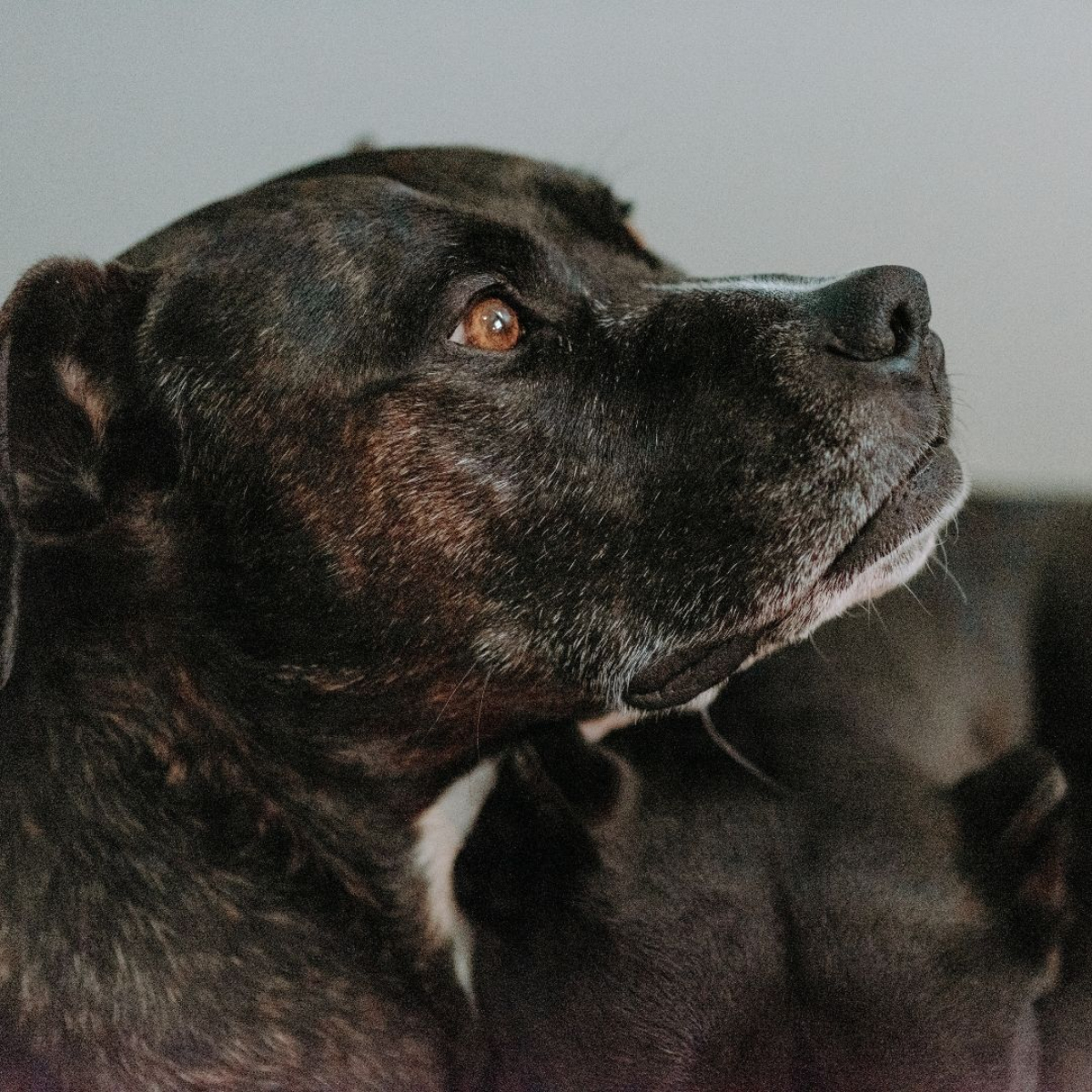 Hundekopf von der Seite