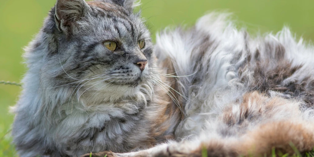 Katze hat Durchfall