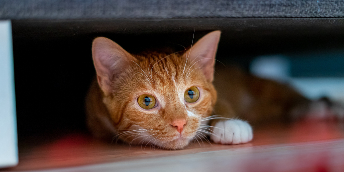 Katze liegt unter dem Bett
