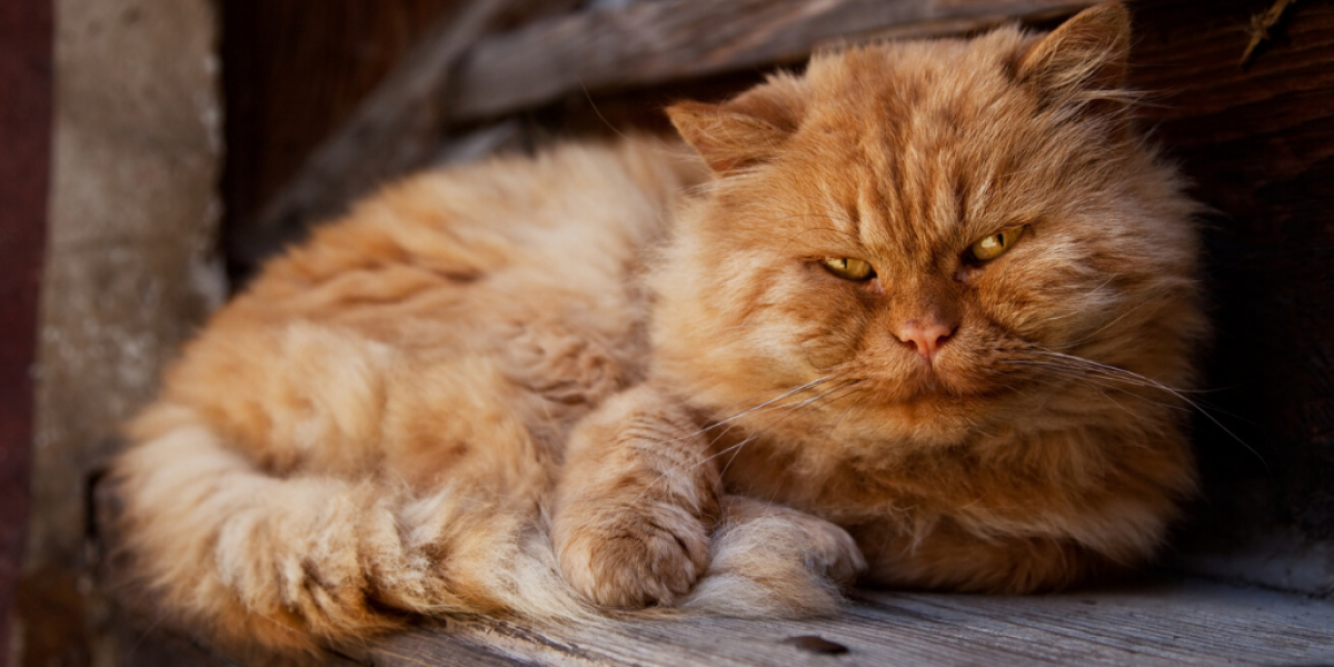 Perserkatze