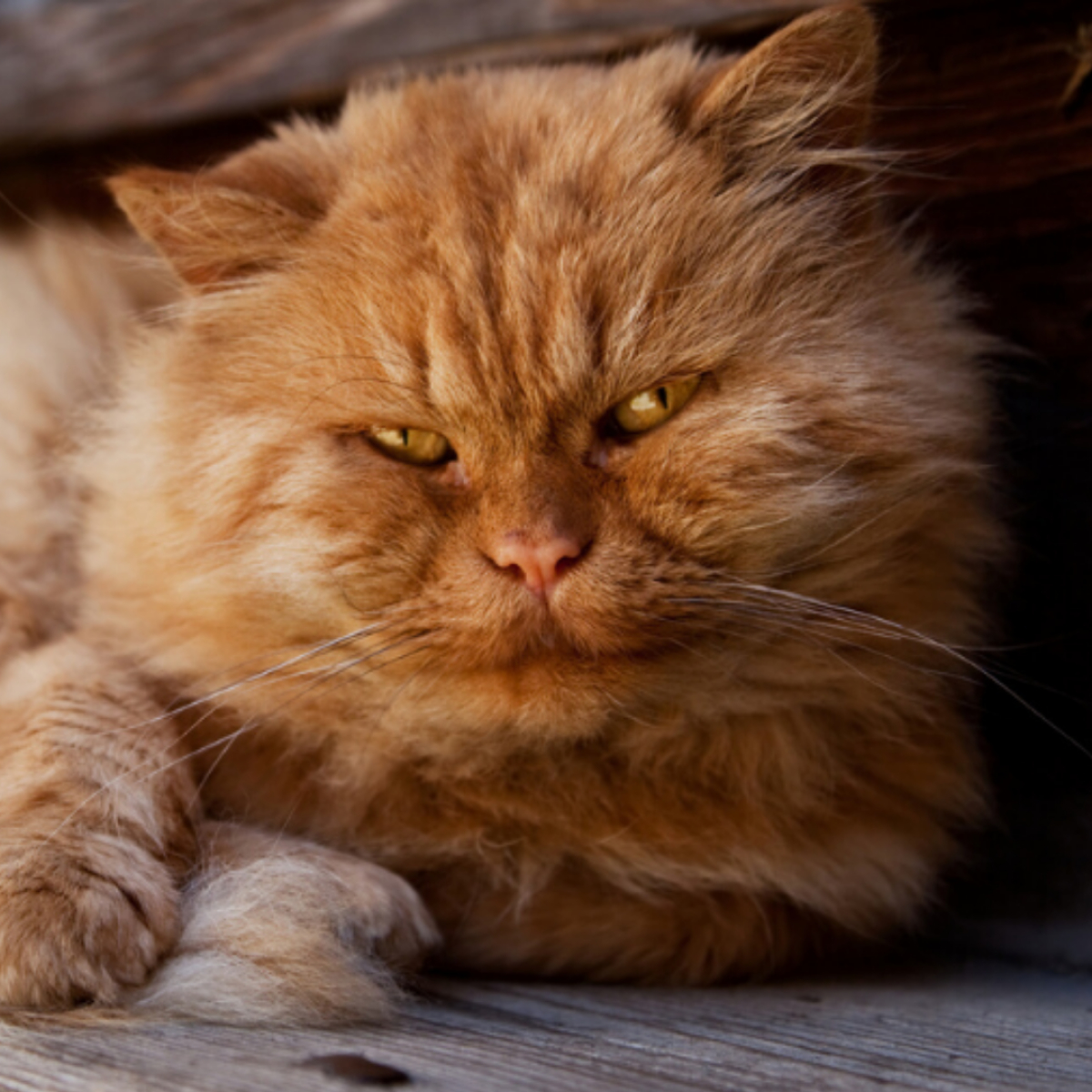 Perserkatze