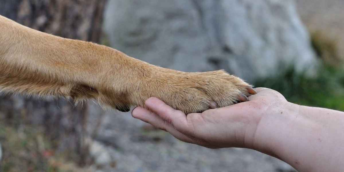 Hundepfote und Hand