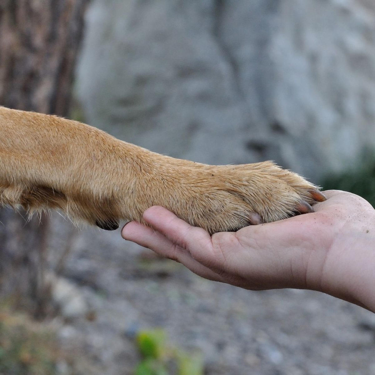 Hundepfote und Hand