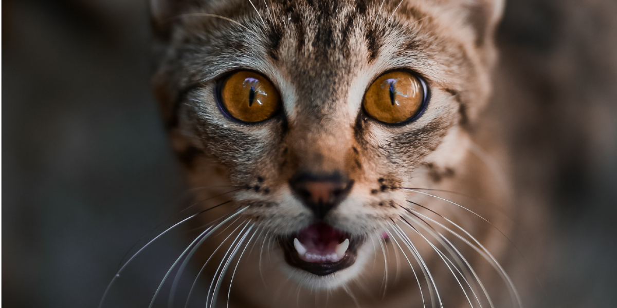 Katze miaut