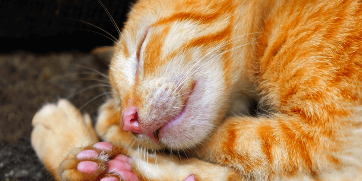 felmo-ratgeber-katze-stirbt-1024x512_small.png