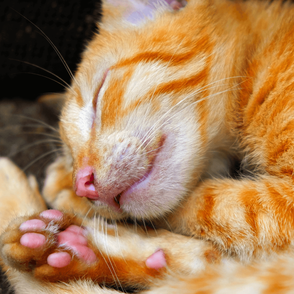 felmo-ratgeber-katze-stirbt-mobile_small.png
