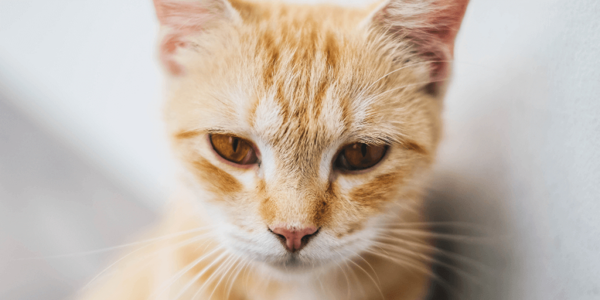 felmo-ratgeber-katzenseuche-1024x512_small.png
