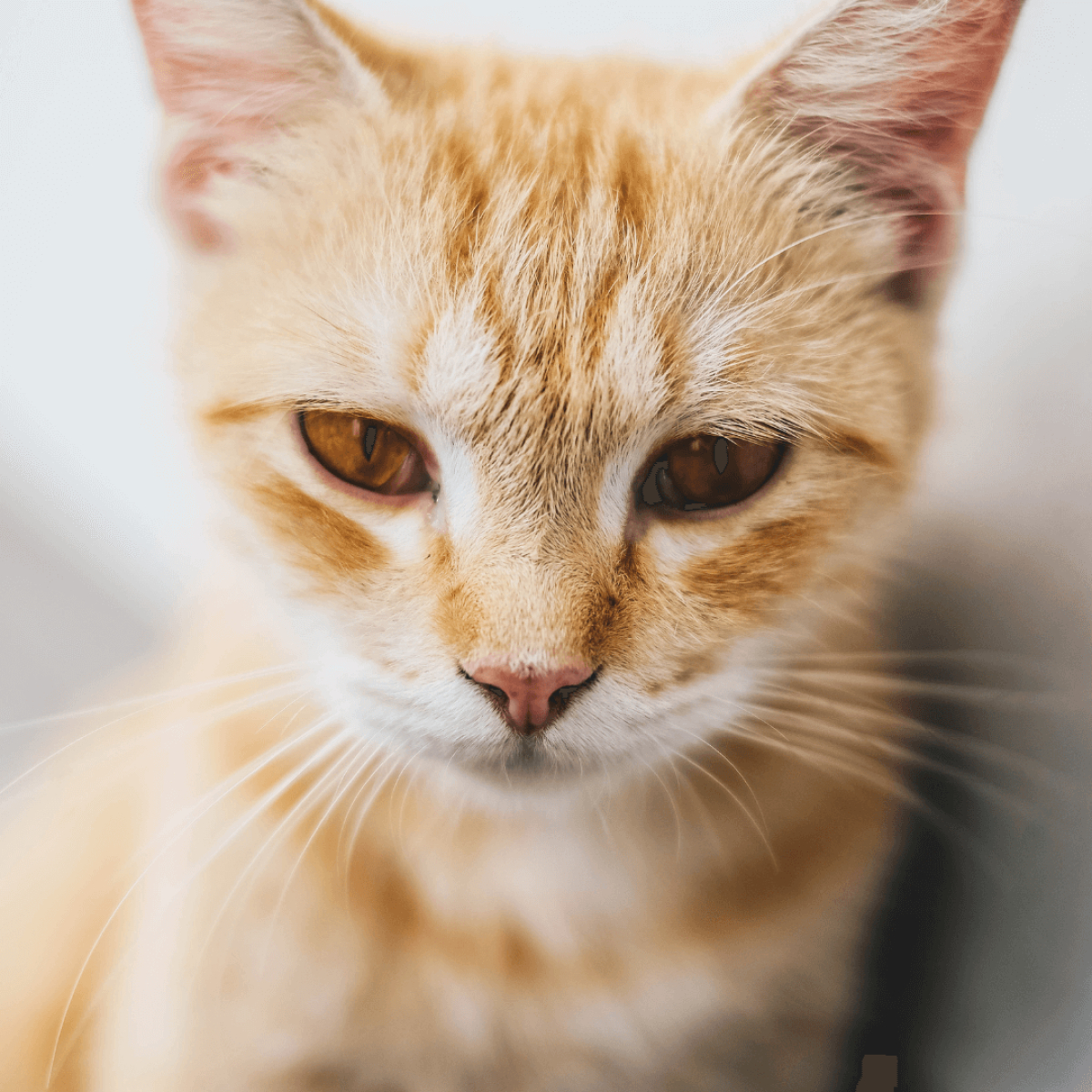 felmo-ratgeber-katzenseuche-1080x1080-small.png