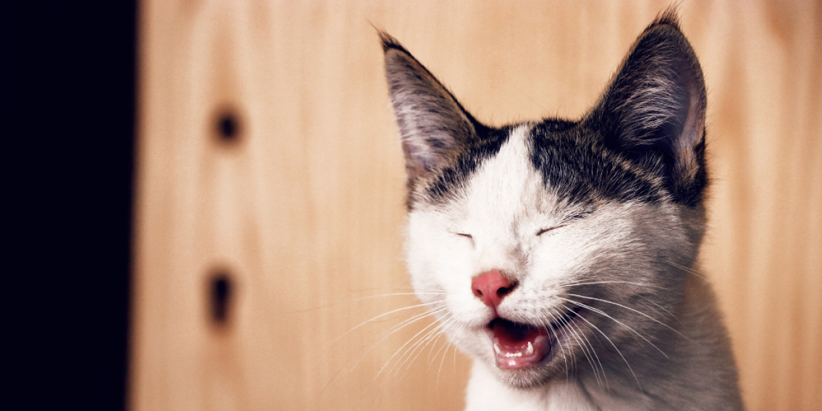 Katze niest