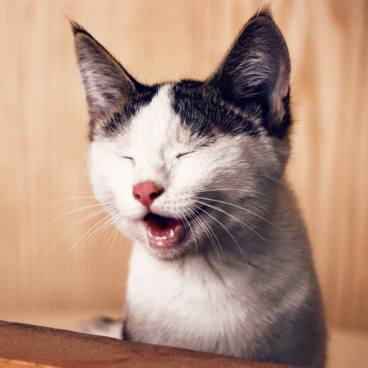 Katze niest