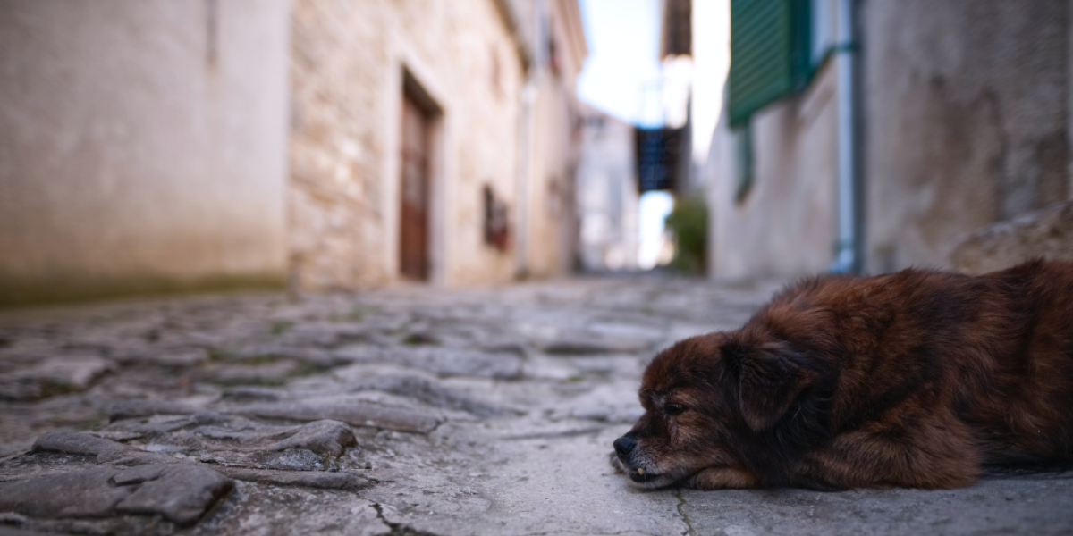 Hund in Gasse