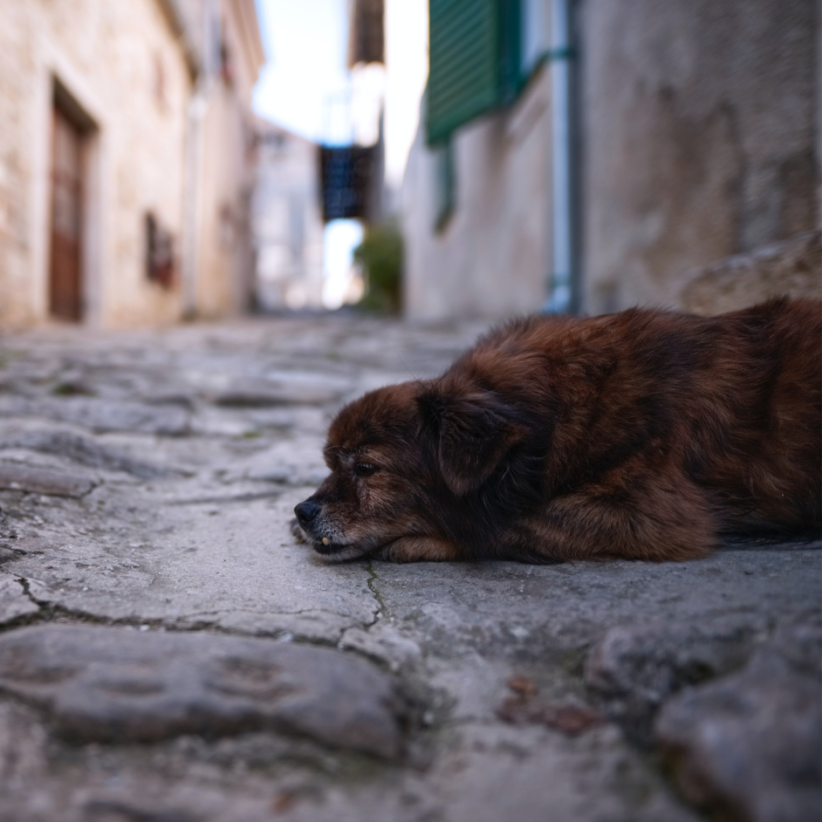 Hund in Gasse