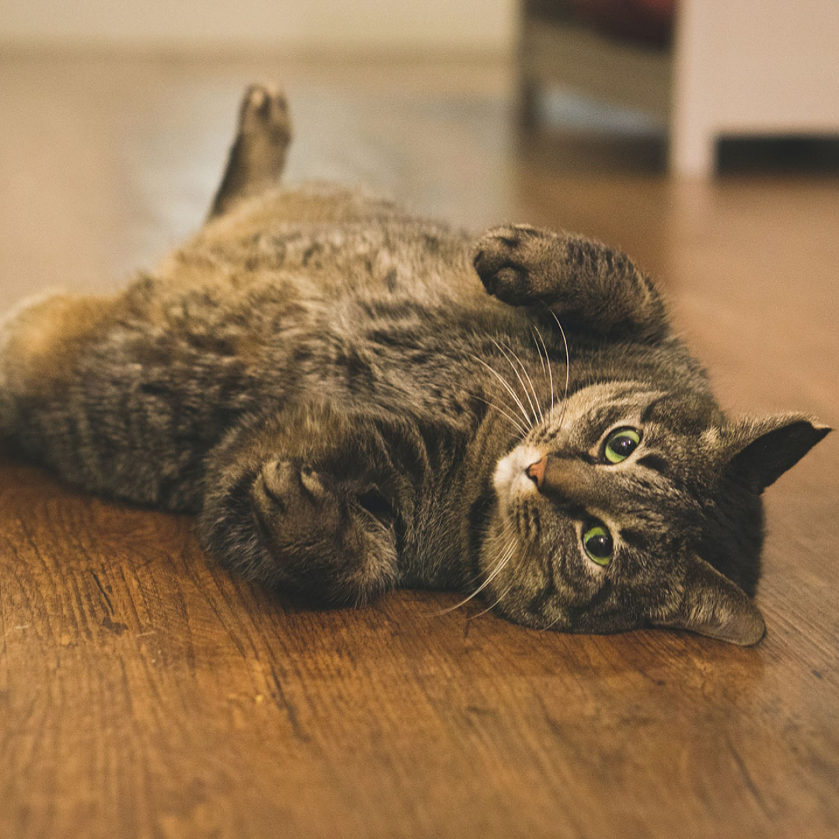 katze ist rollig