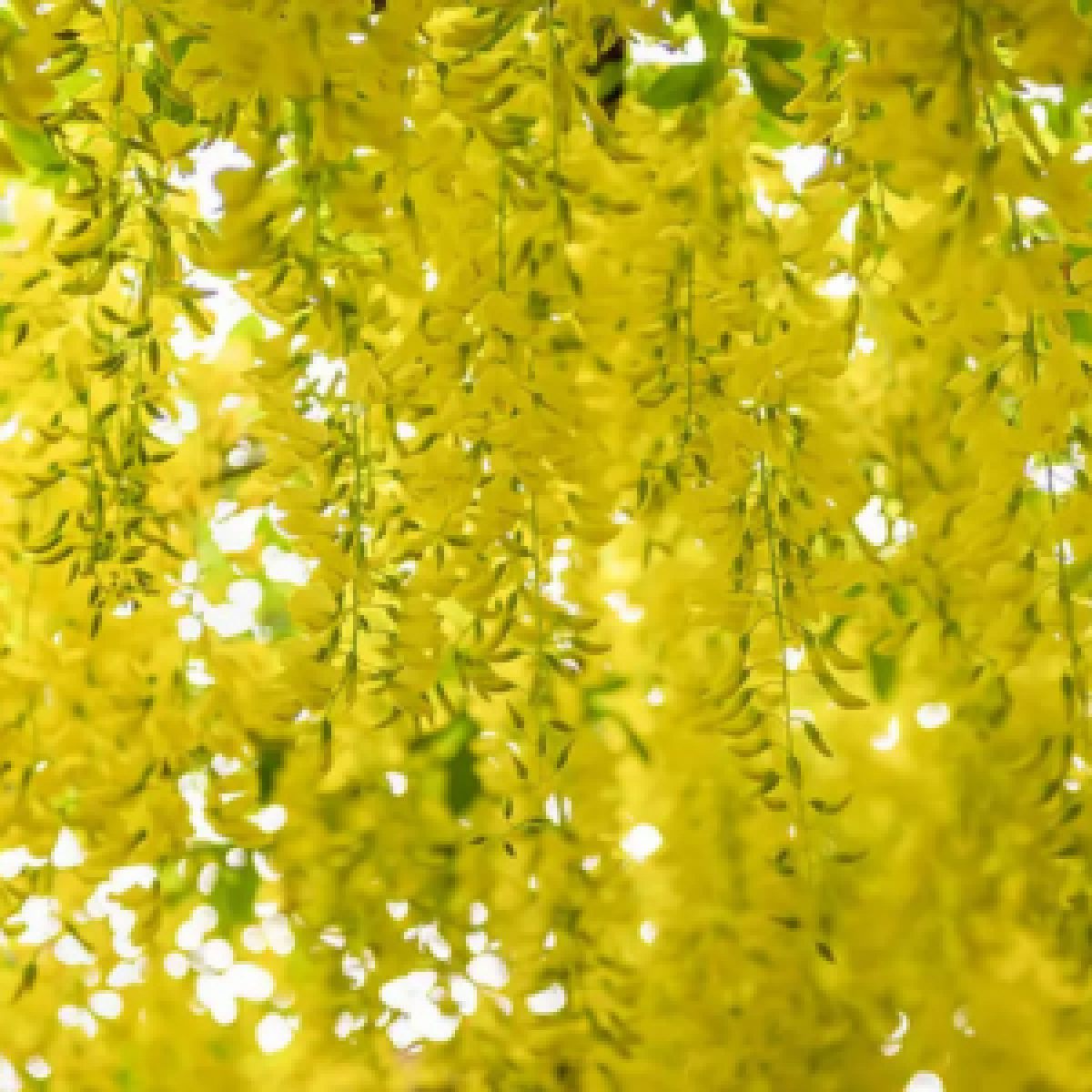 Für Katzen giftiger Goldregen