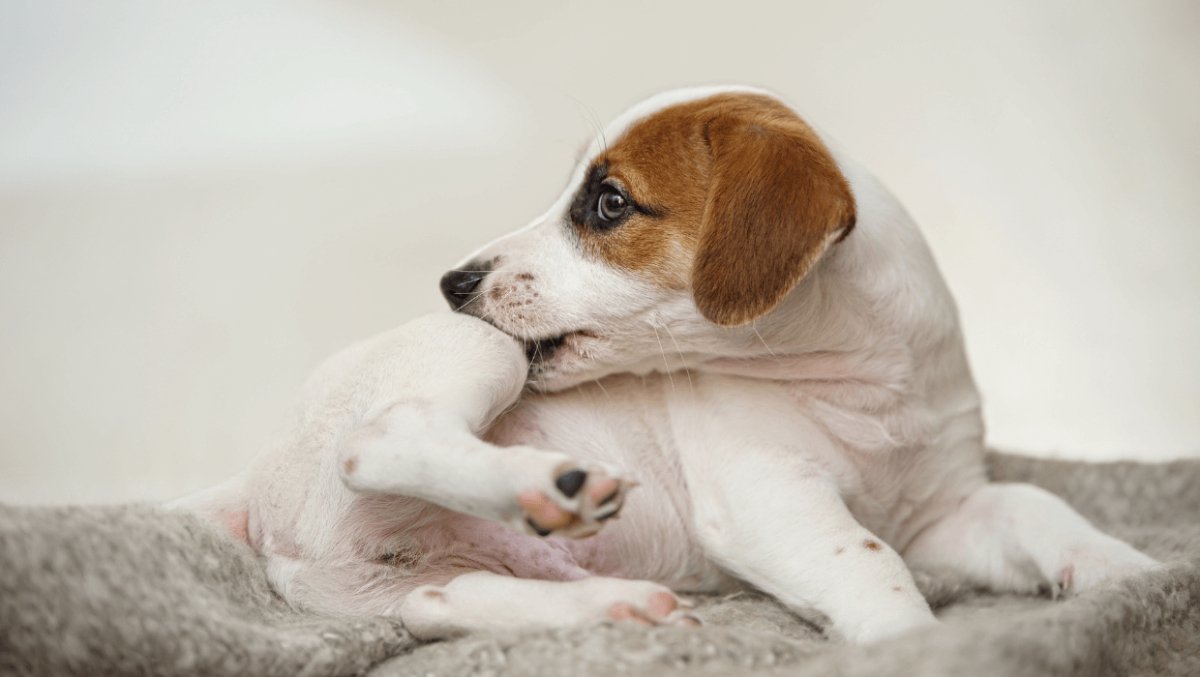hund beißt sich