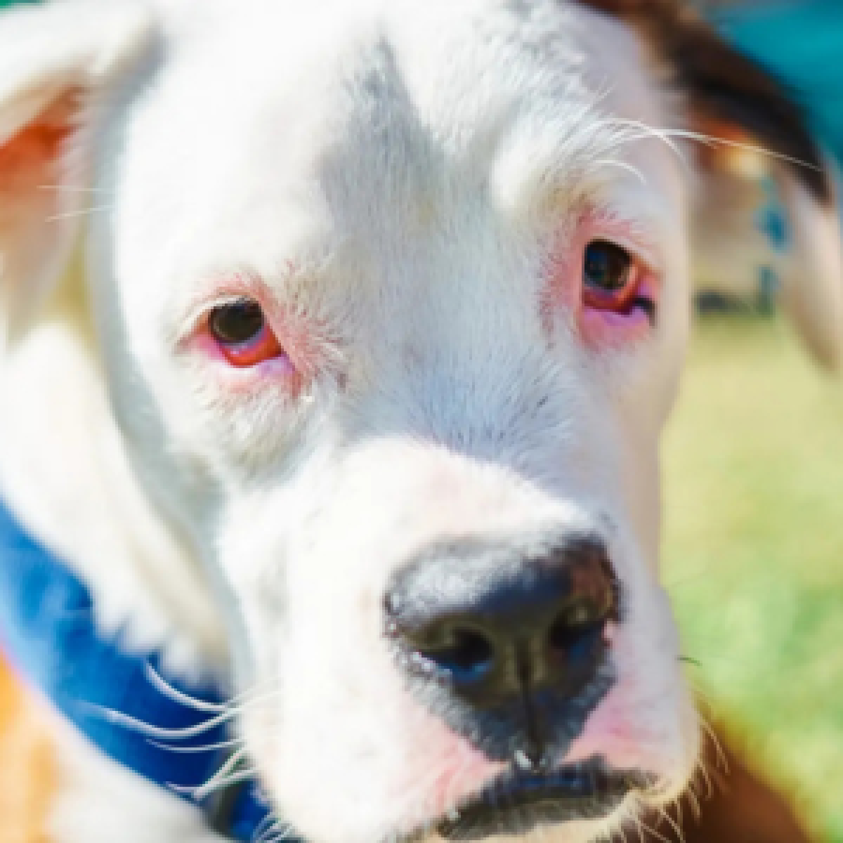 Hund mit Augenentzündung