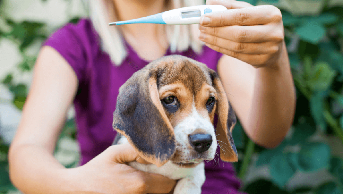 hund mit fieberthermometer