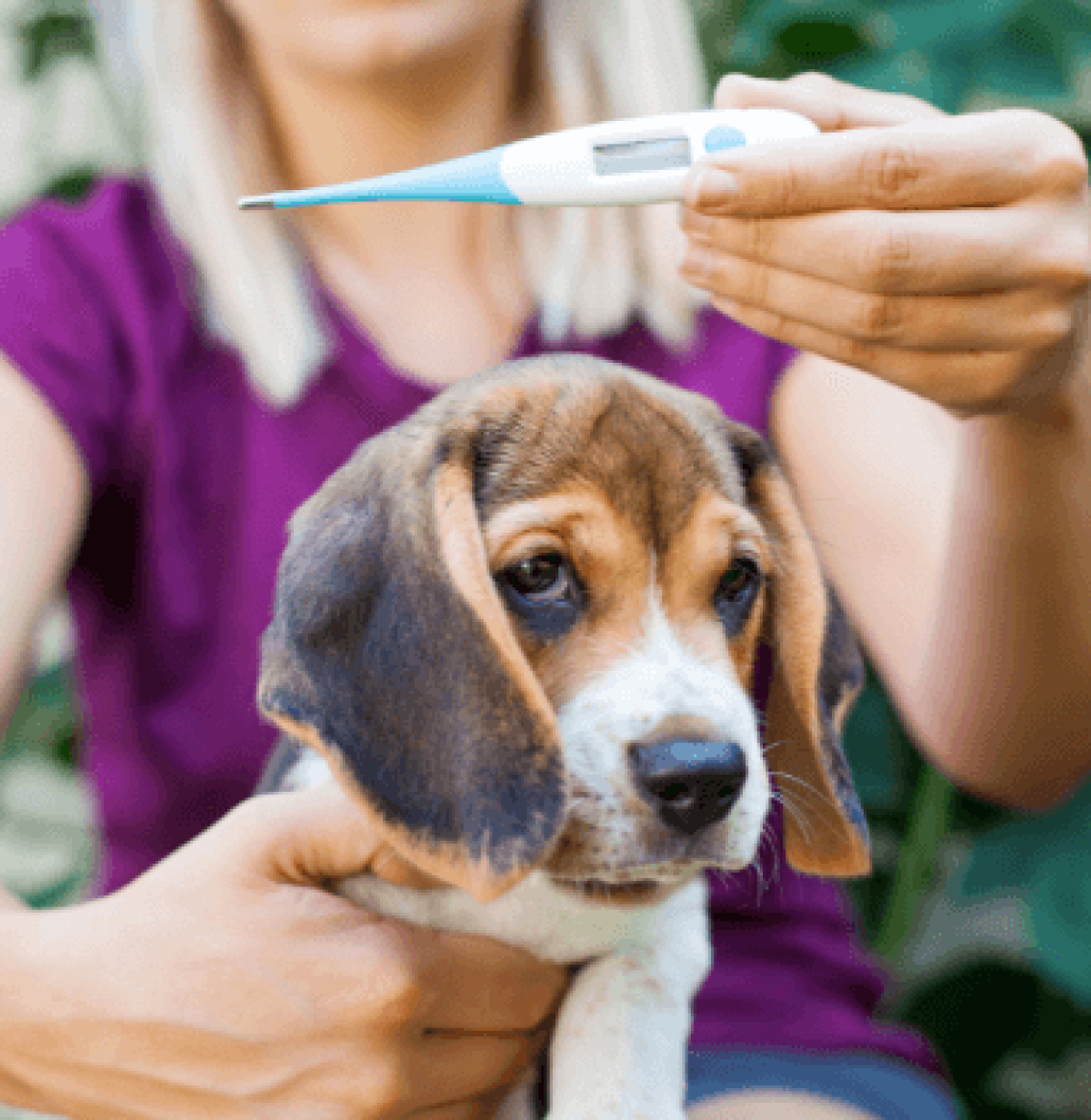 hund mit fieberthermometer