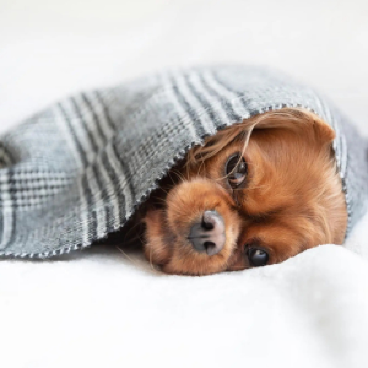 Hund mit Niereninsuffizienz liegt in eine Decke eingewickelt auf dem Bett
