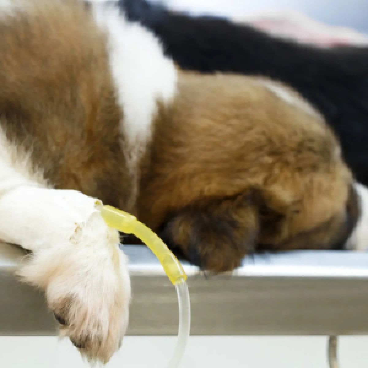 Hund mit Niereninsuffizienz erhält eine Dialyse