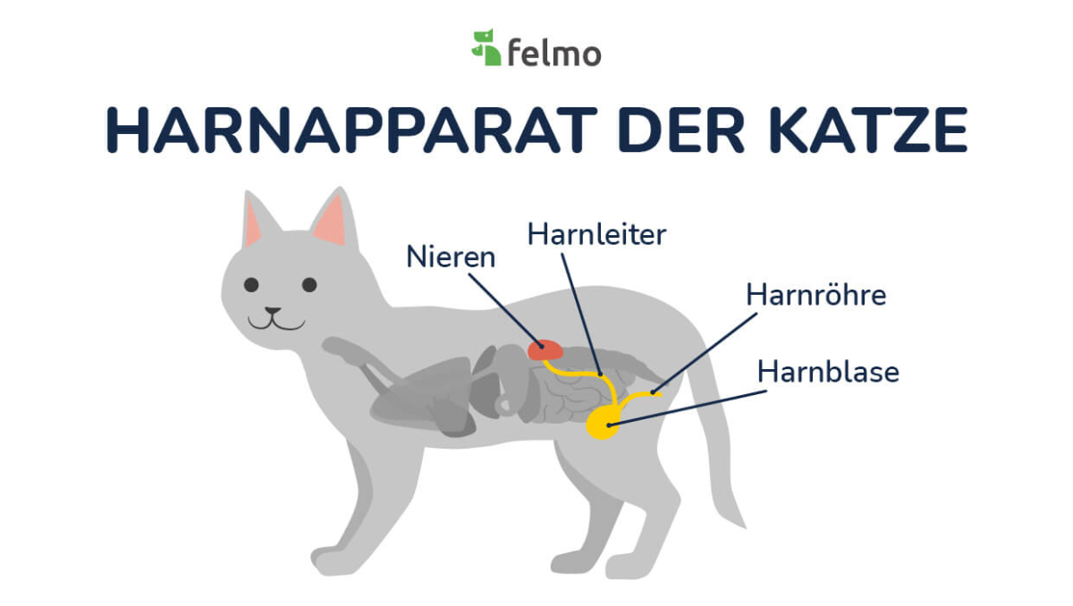 Harnapparat der Katze