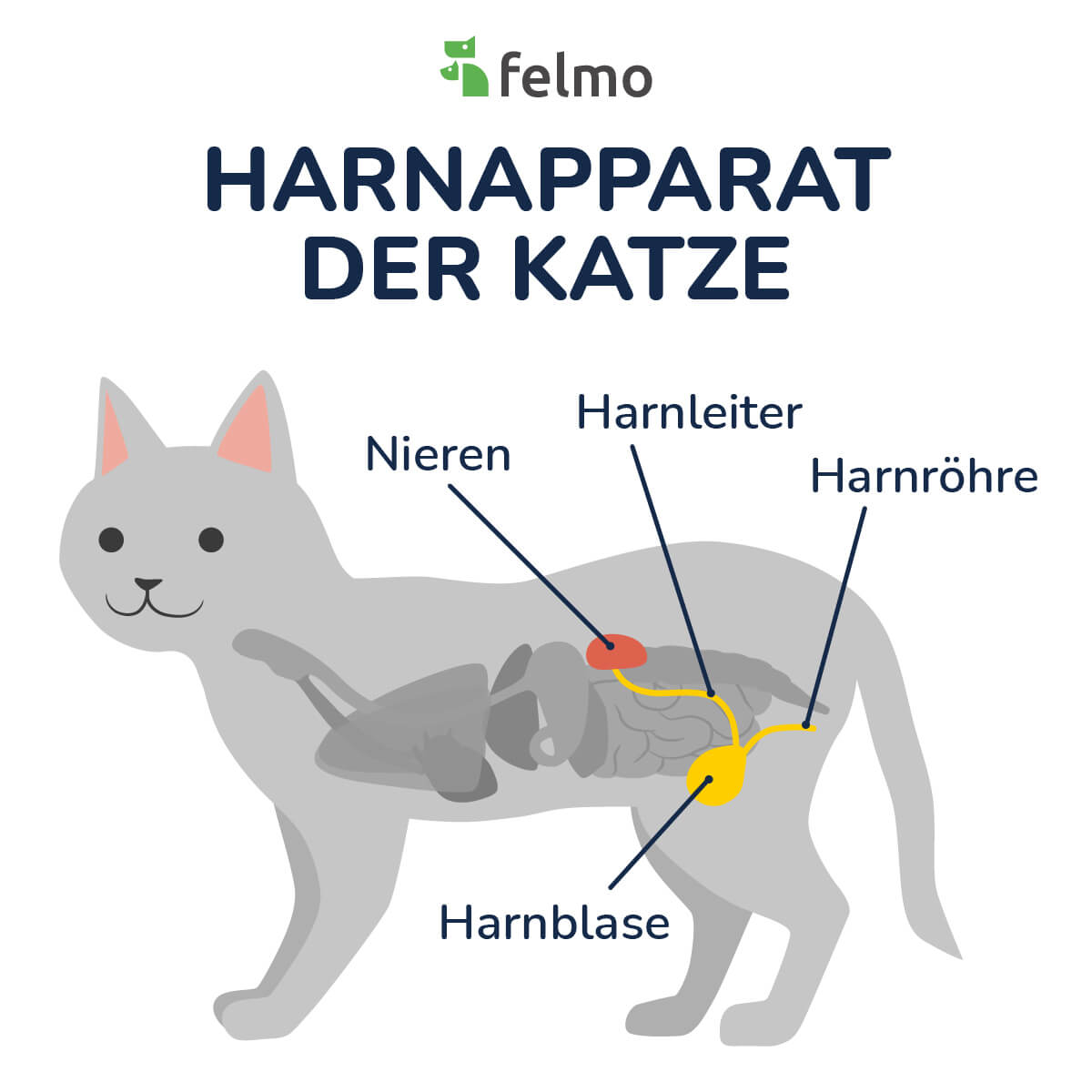 Harnapparat der katze