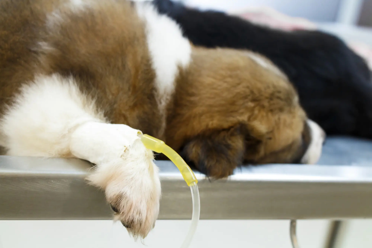 Hund mit Niereninsuffizienz erhält eine Dialyse