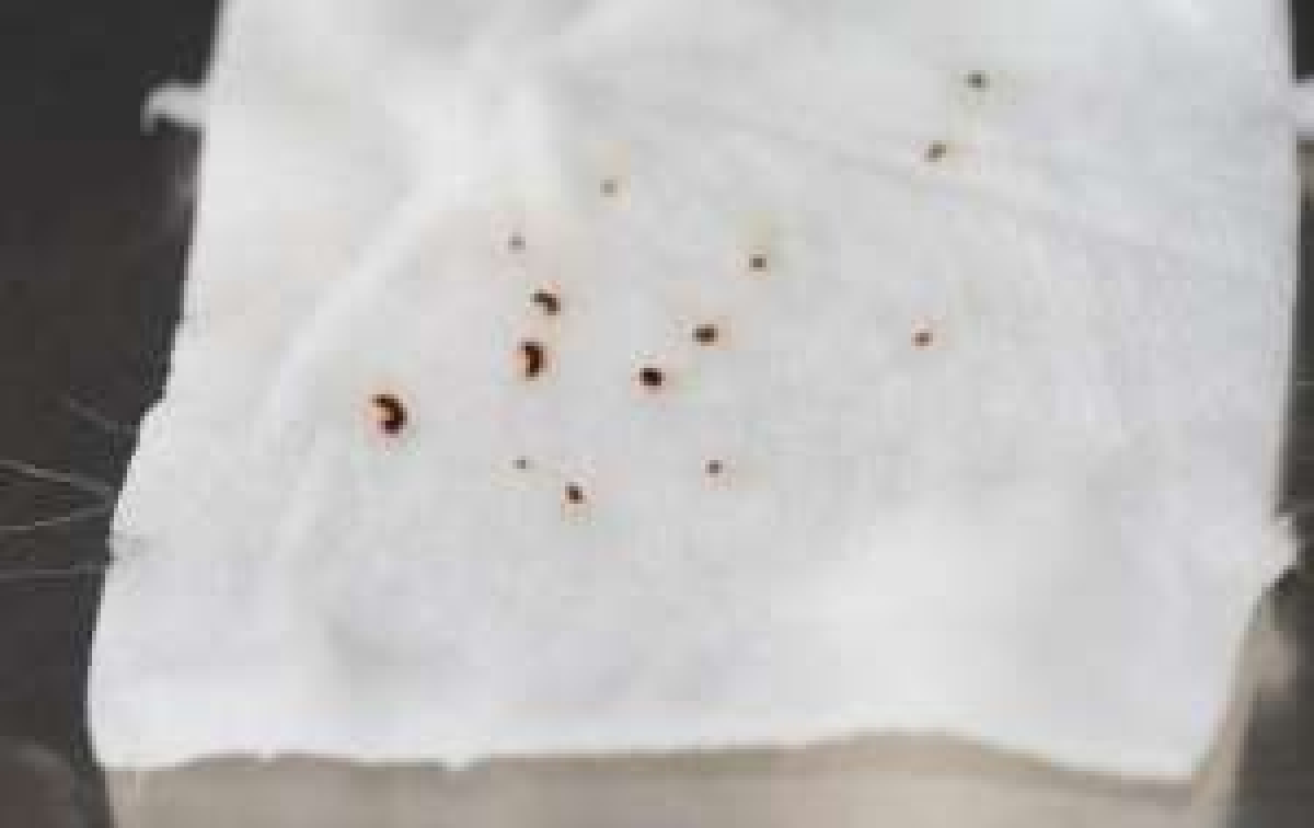 testen, ob Ihr Haustier Flöhe hat