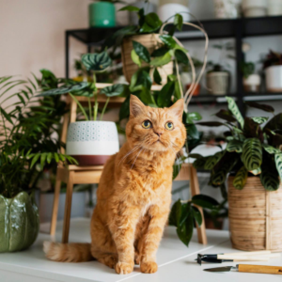 Katze sitzt auf einer Erhöhung und ist von Pflanzen umgeben