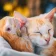 felmo-rezension-katze-petra