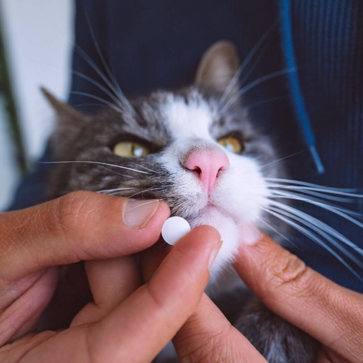 katze wird tablette verabreicht
