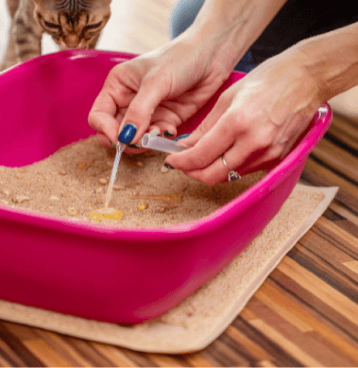 Urinprobe wird aus Katzenklo genommen